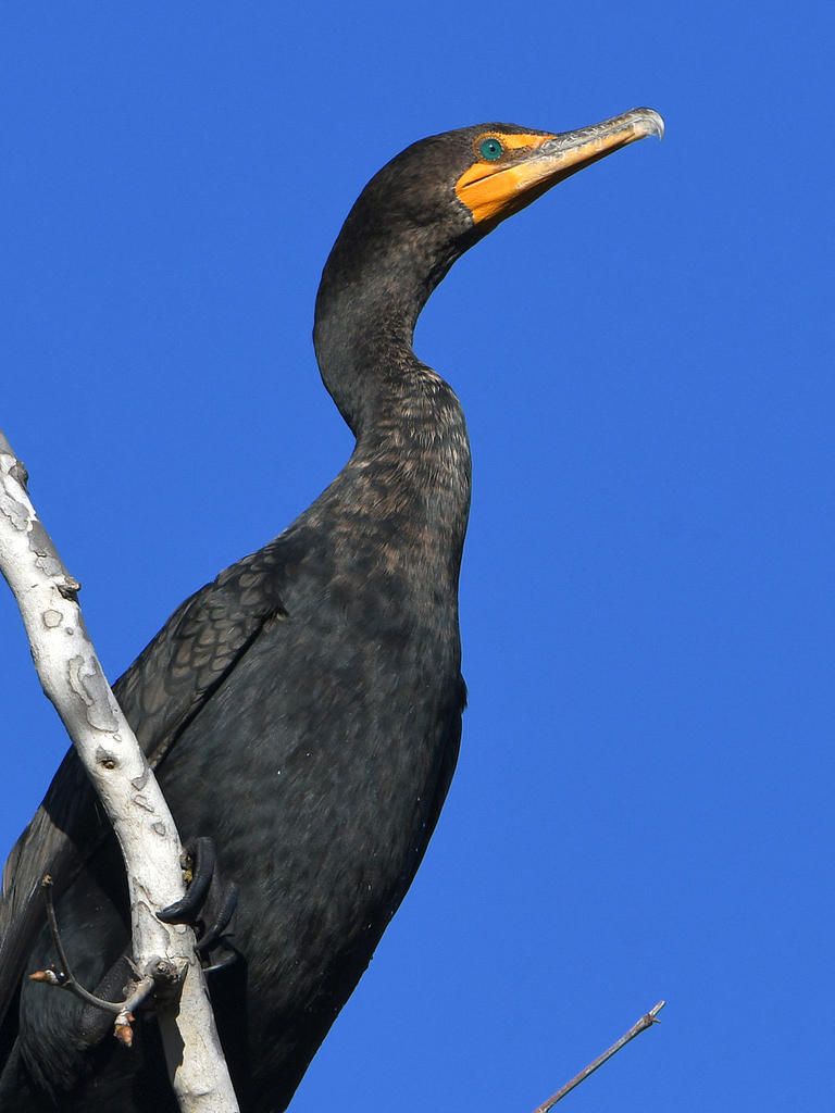 Cormorant2.jpg