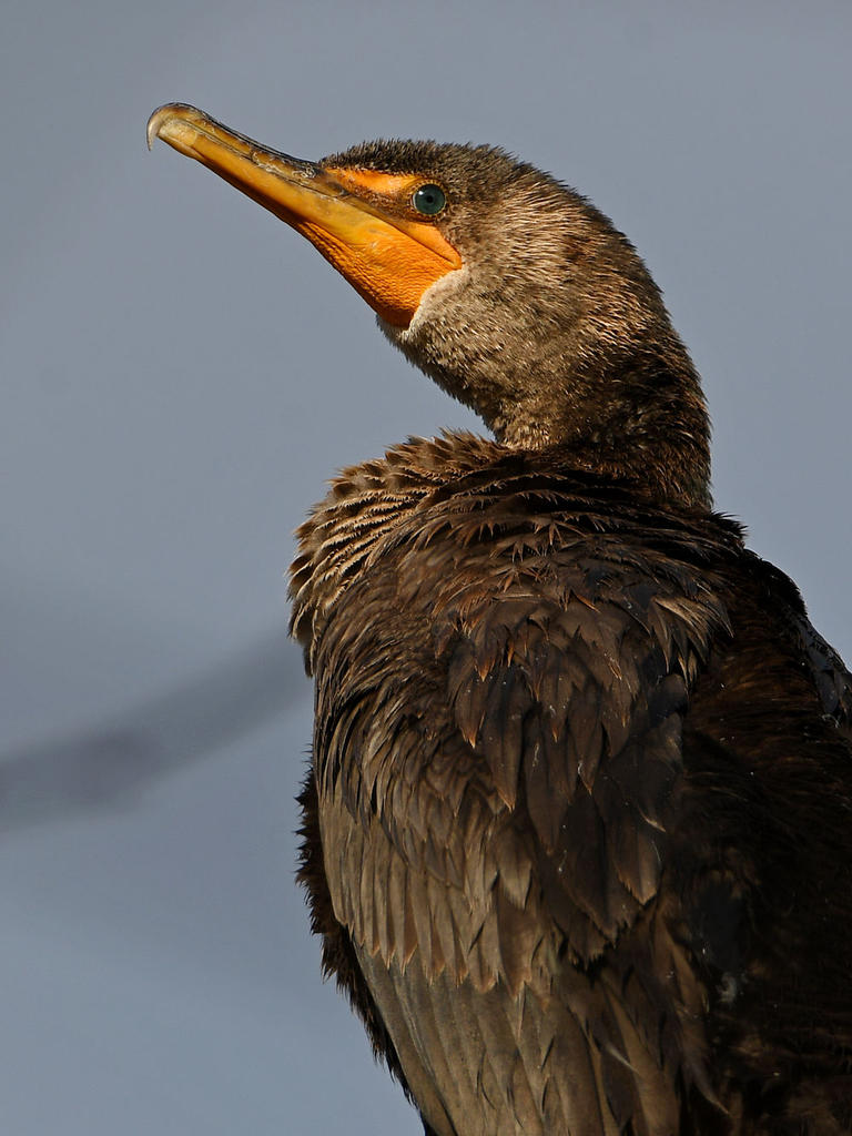 Cormorant2.jpg