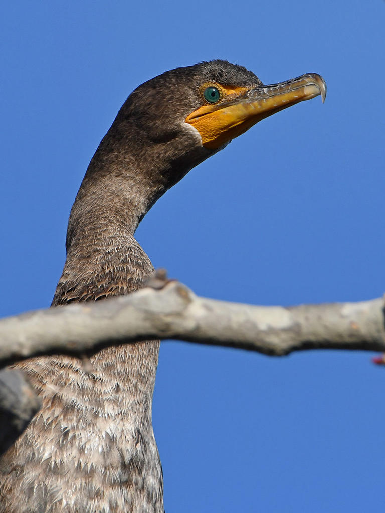 Cormorant2.jpg