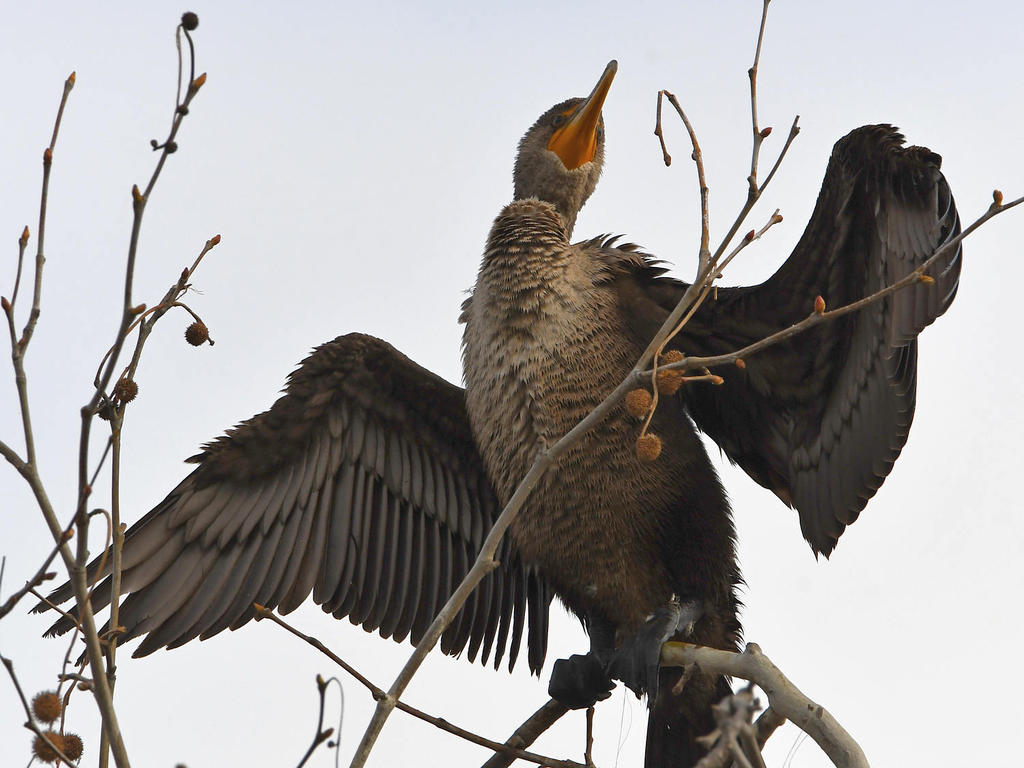 Cormorant2.jpg