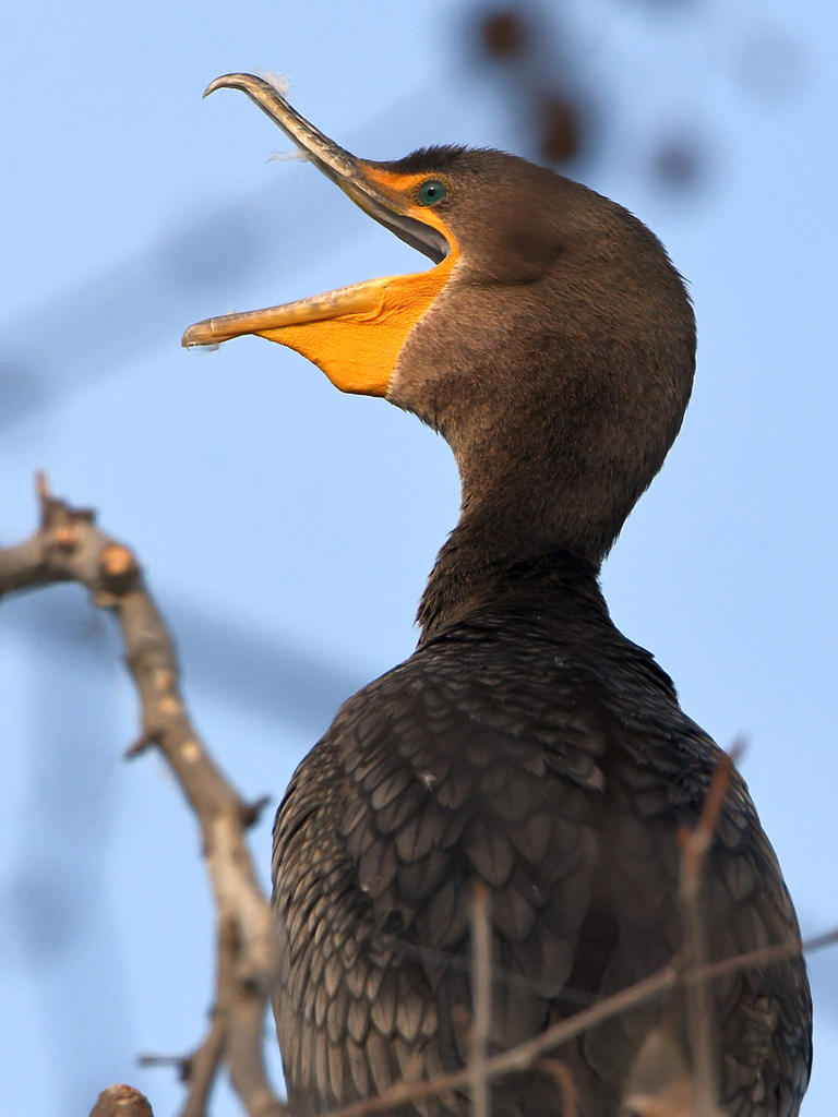 Cormorant2.jpg