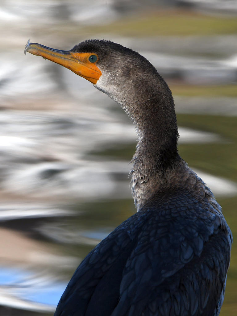 Cormorant2.jpg