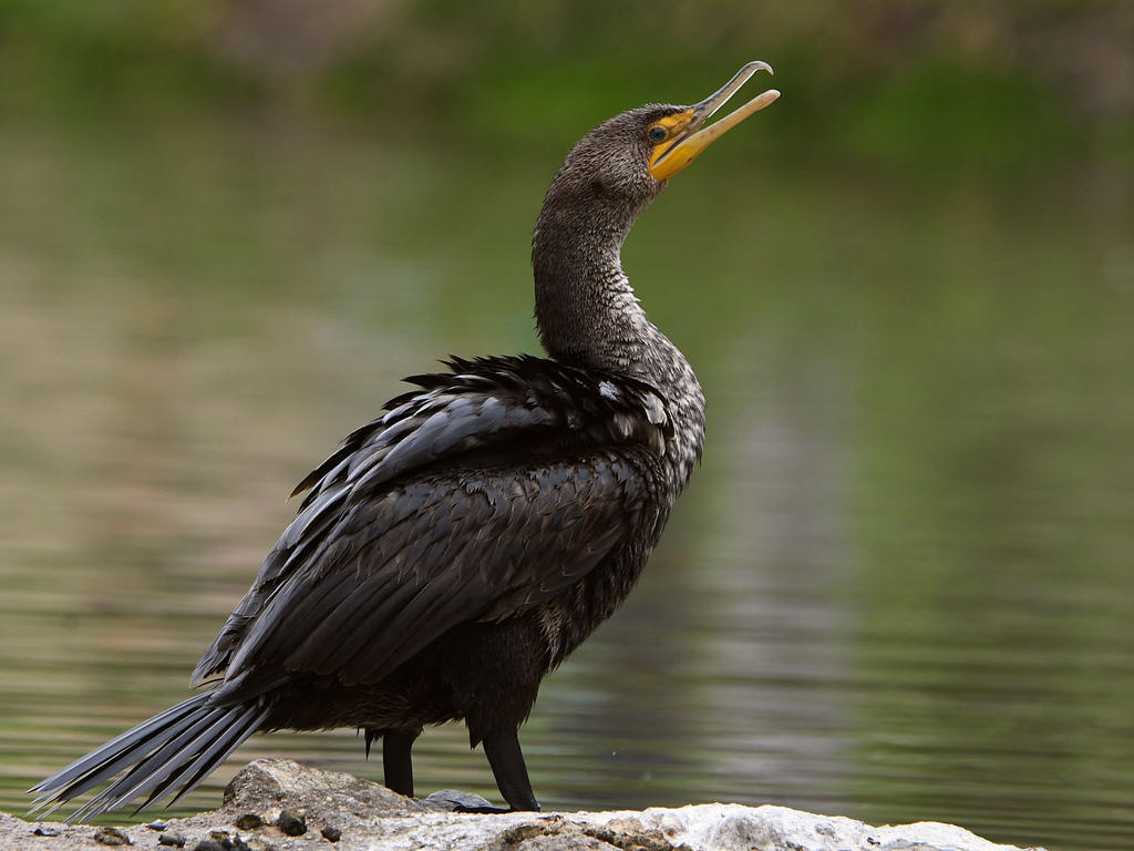 Cormorant2.jpg