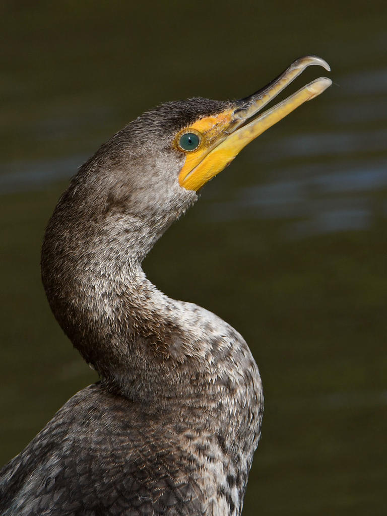 Cormorant2.jpg