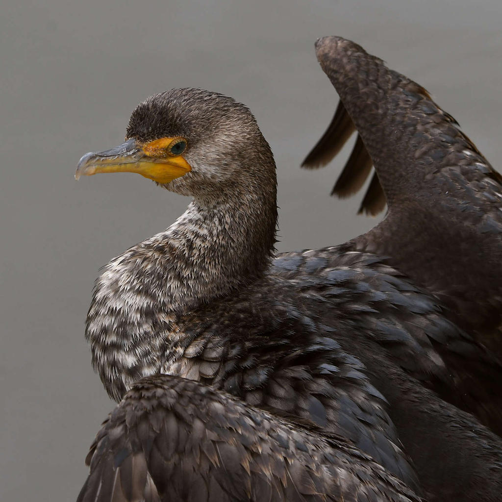 Cormorant2.jpg