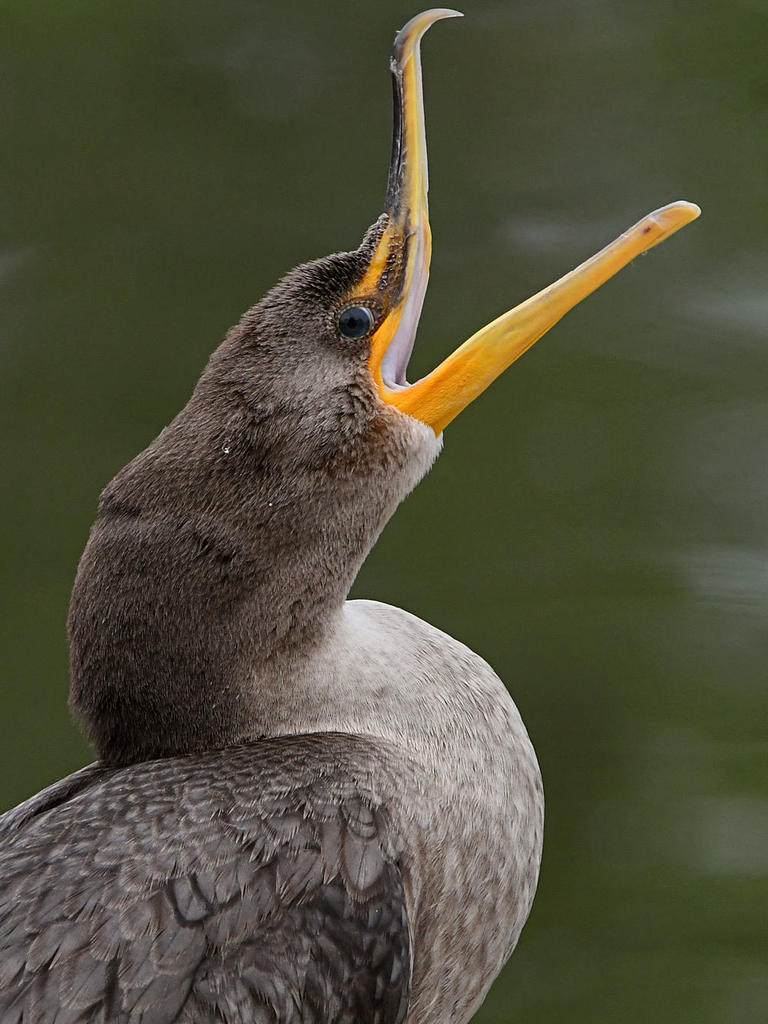 Cormorant2.jpg