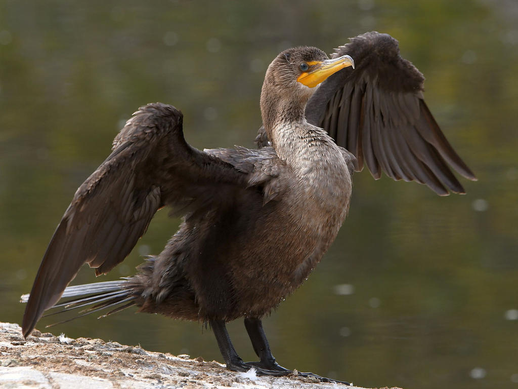 Cormorant2.jpg