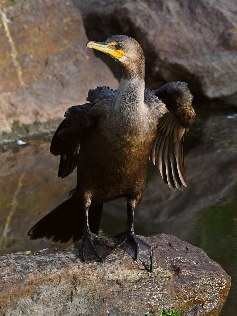 Cormorant2.jpg