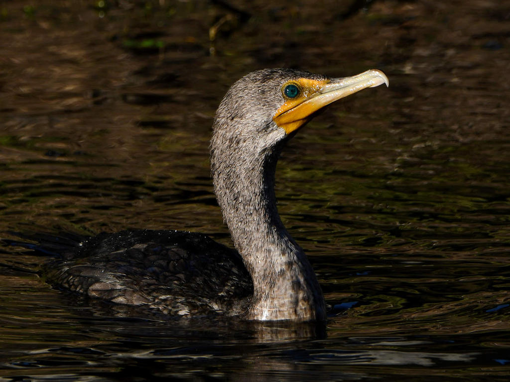 Cormorant2.jpg