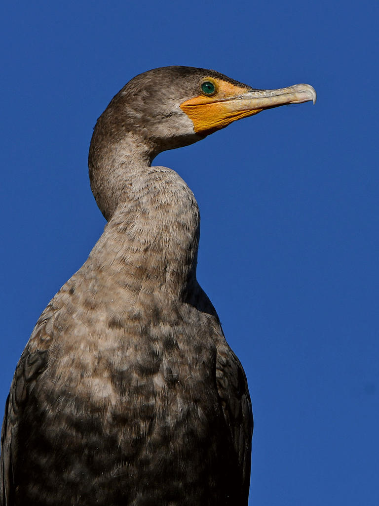 Cormorant2.jpg
