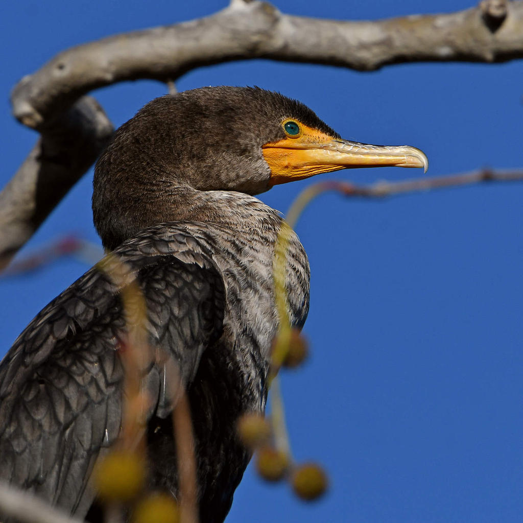 Cormorant2.jpg