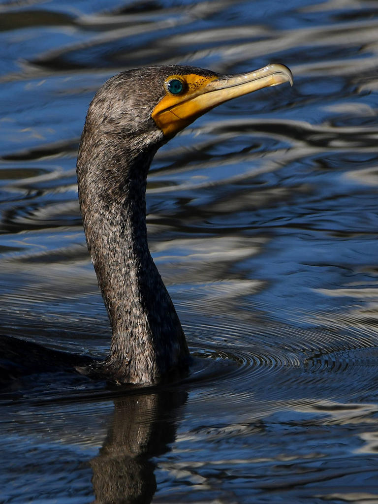 Cormorant2.jpg