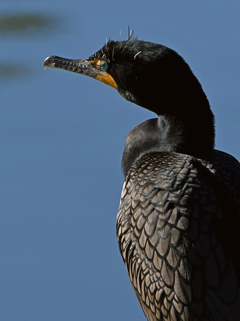 Cormorant2.jpg