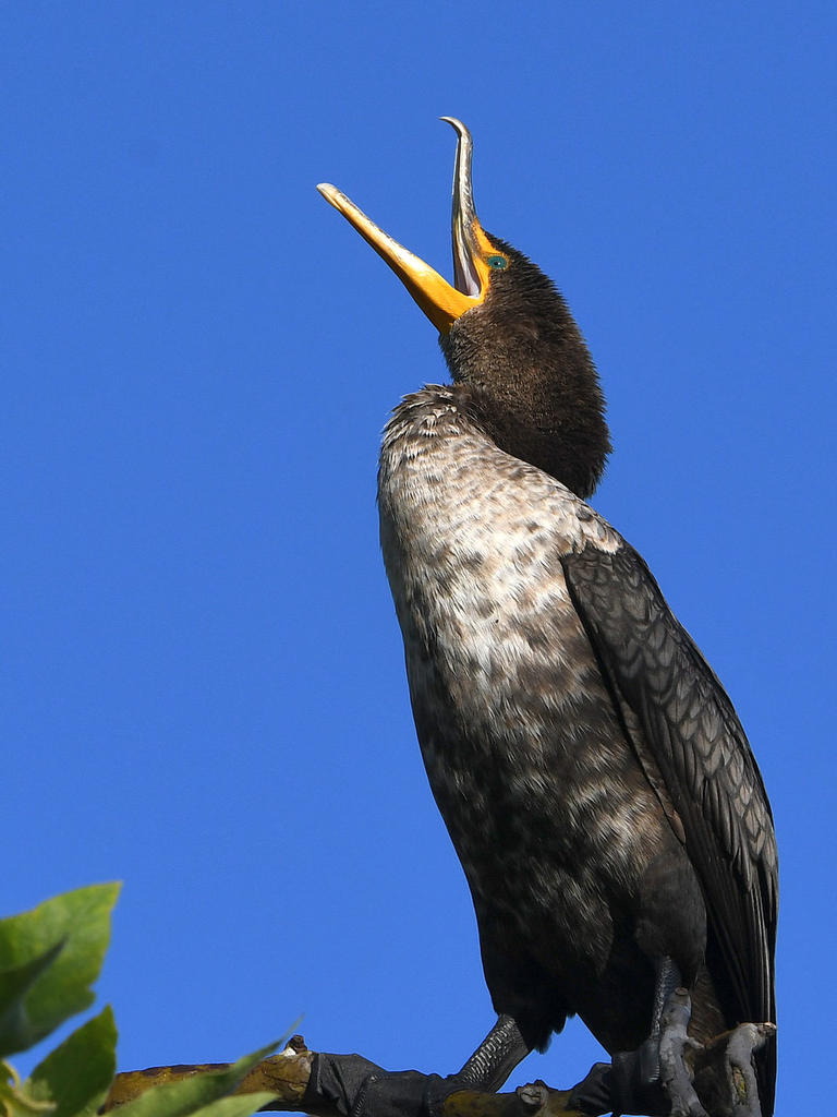 Cormorant2.jpg