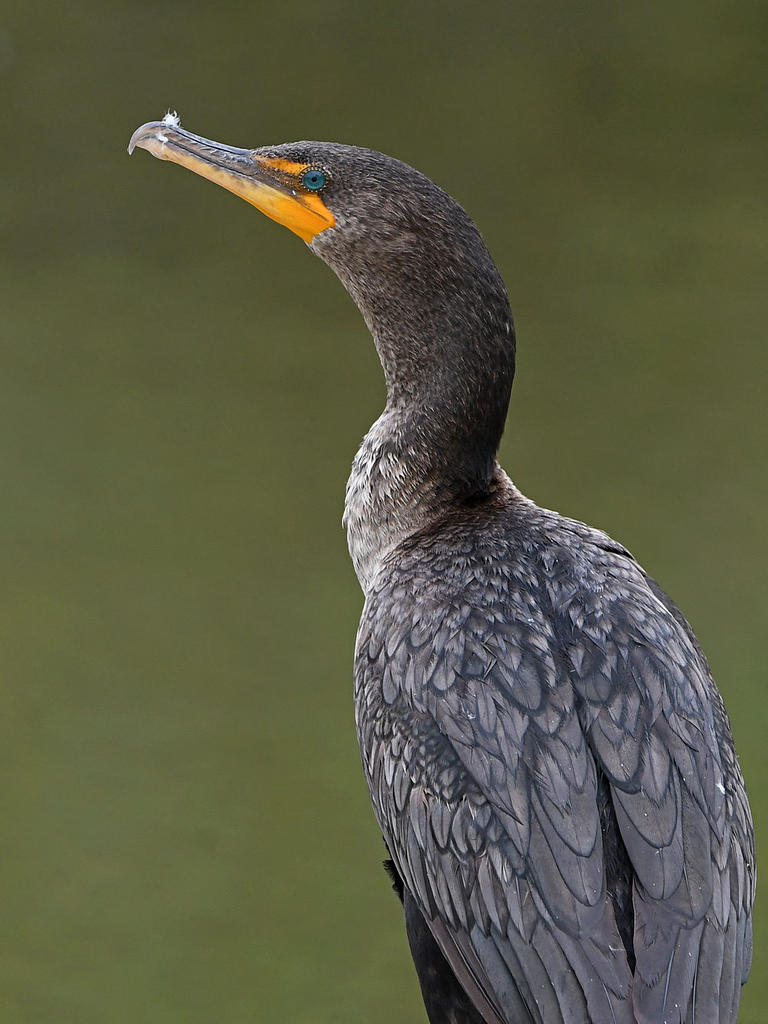 Cormorant2.jpg