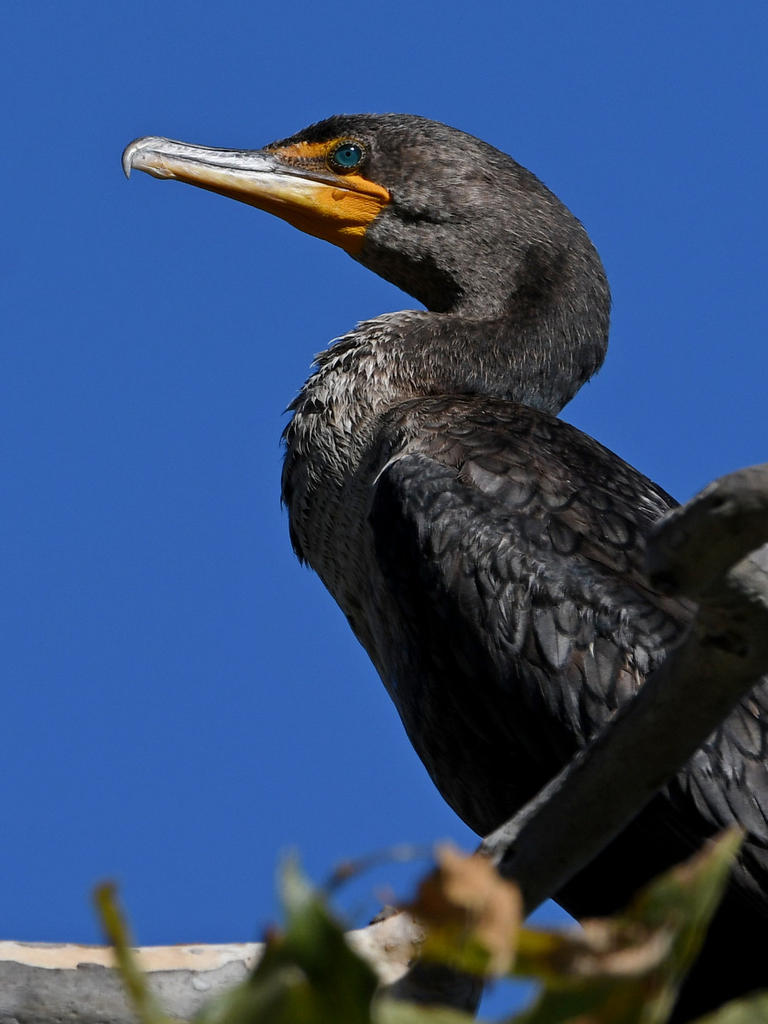 Cormorant2.jpg