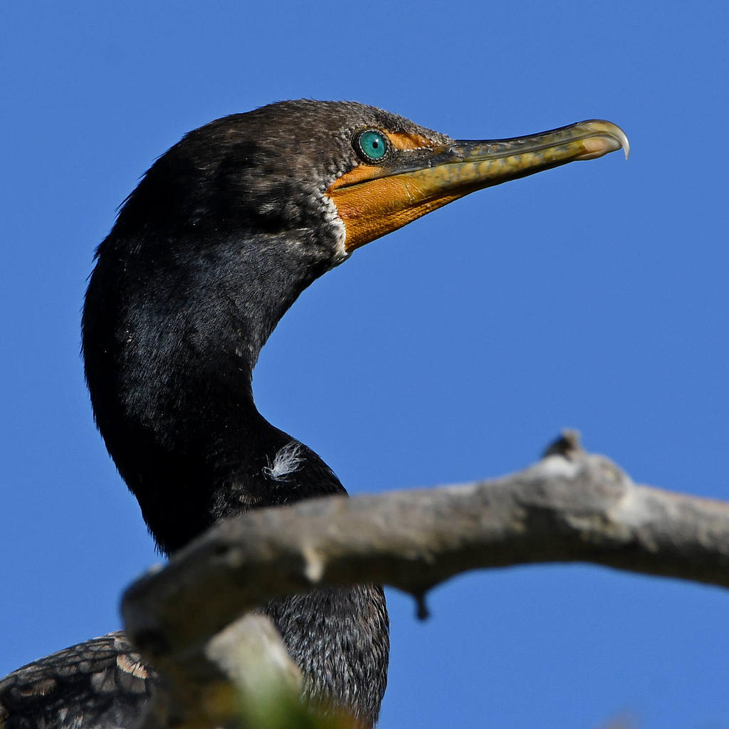 Cormorant2.jpg