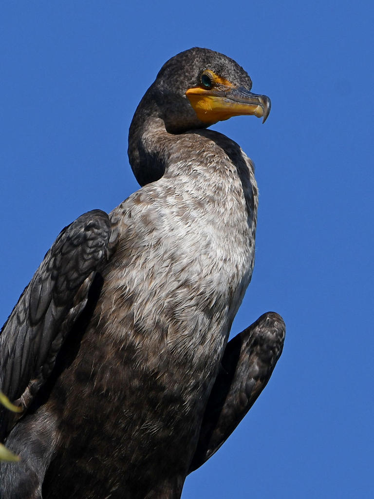 Cormorant2.jpg