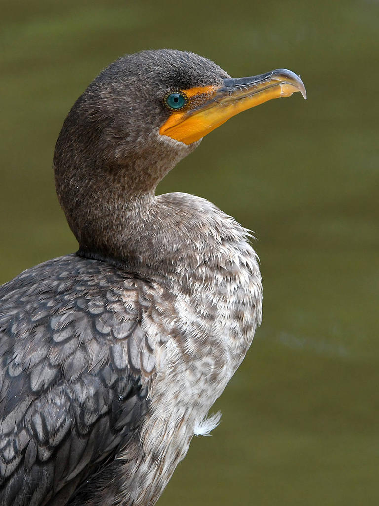 Cormorant2.jpg