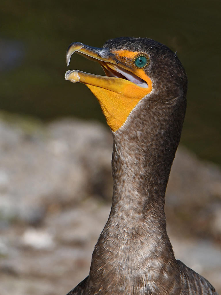 Cormorant2.jpg