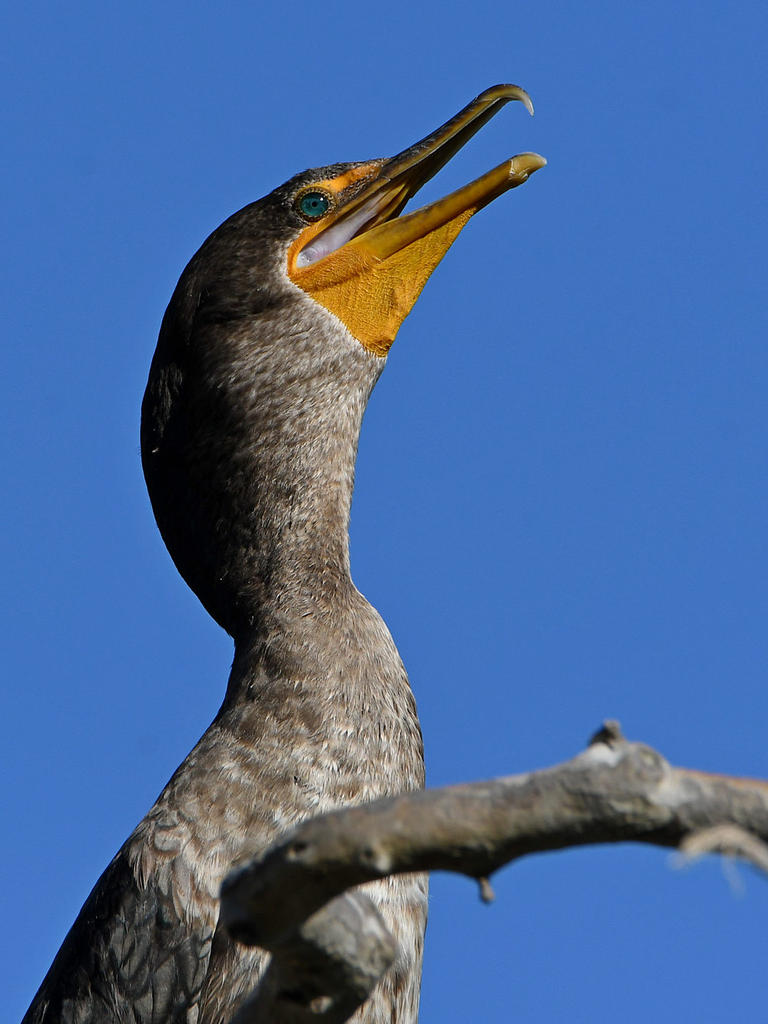 Cormorant2.jpg