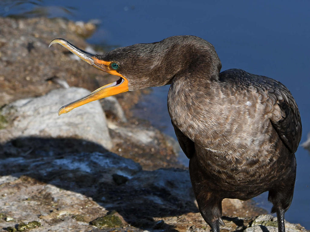 Cormorant2.jpg