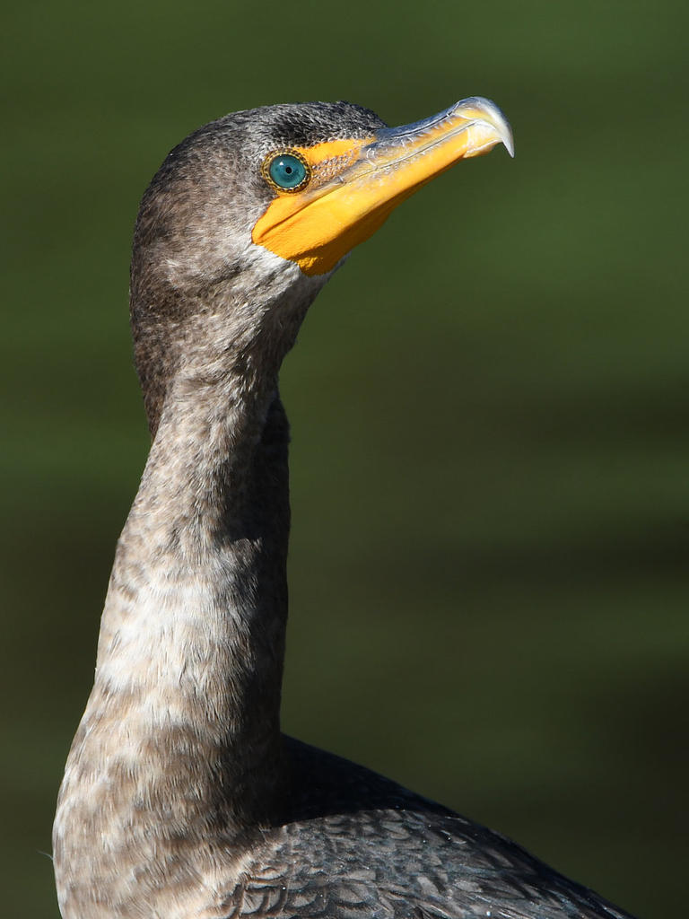 Cormorant2.jpg