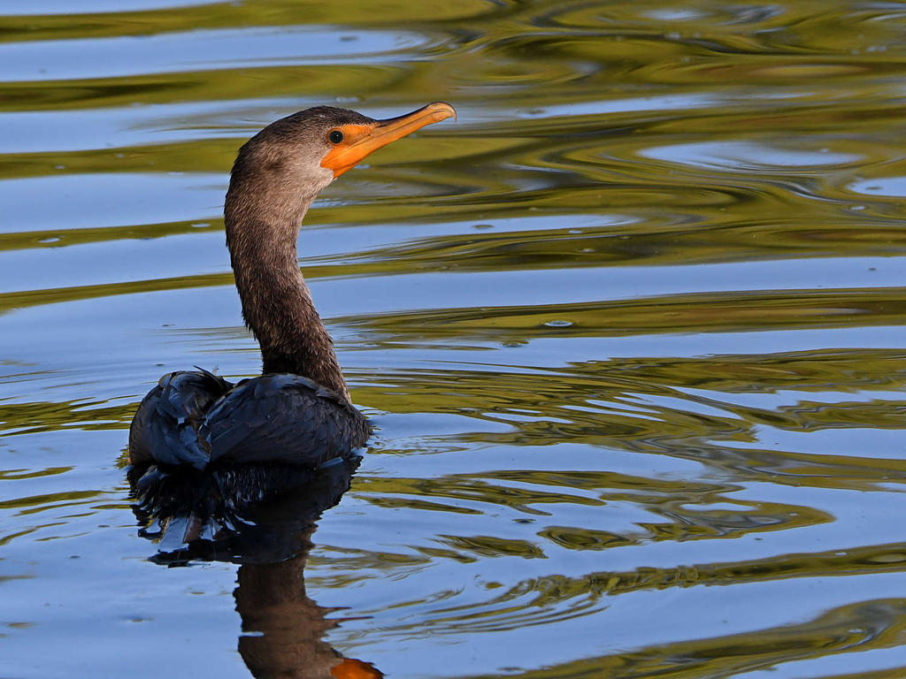 Cormorant2.jpg