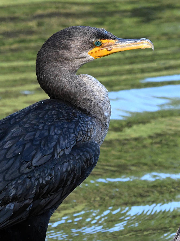 Cormorant2.jpg