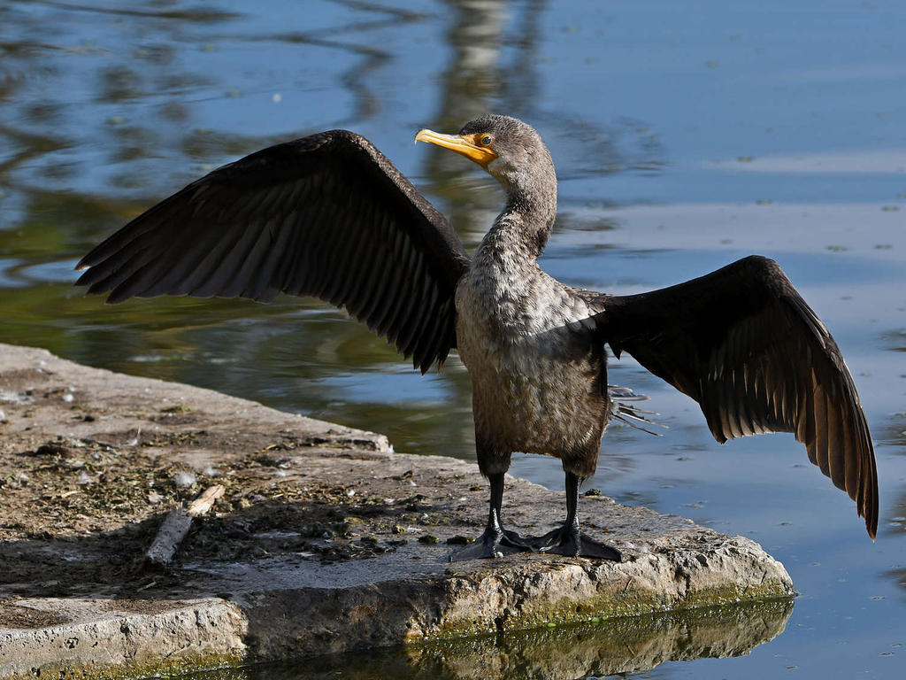 Cormorant2.jpg