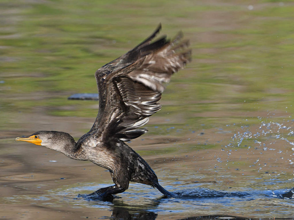 Cormorant2.jpg