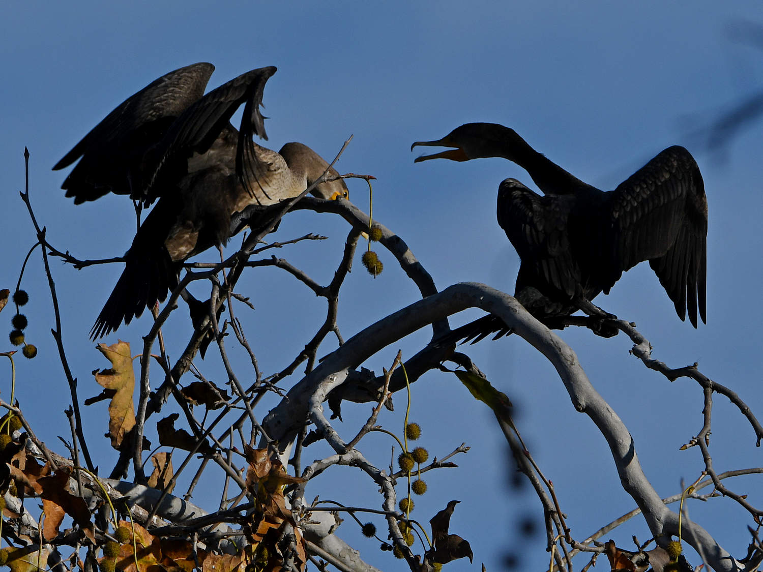 Cormorant2.jpg