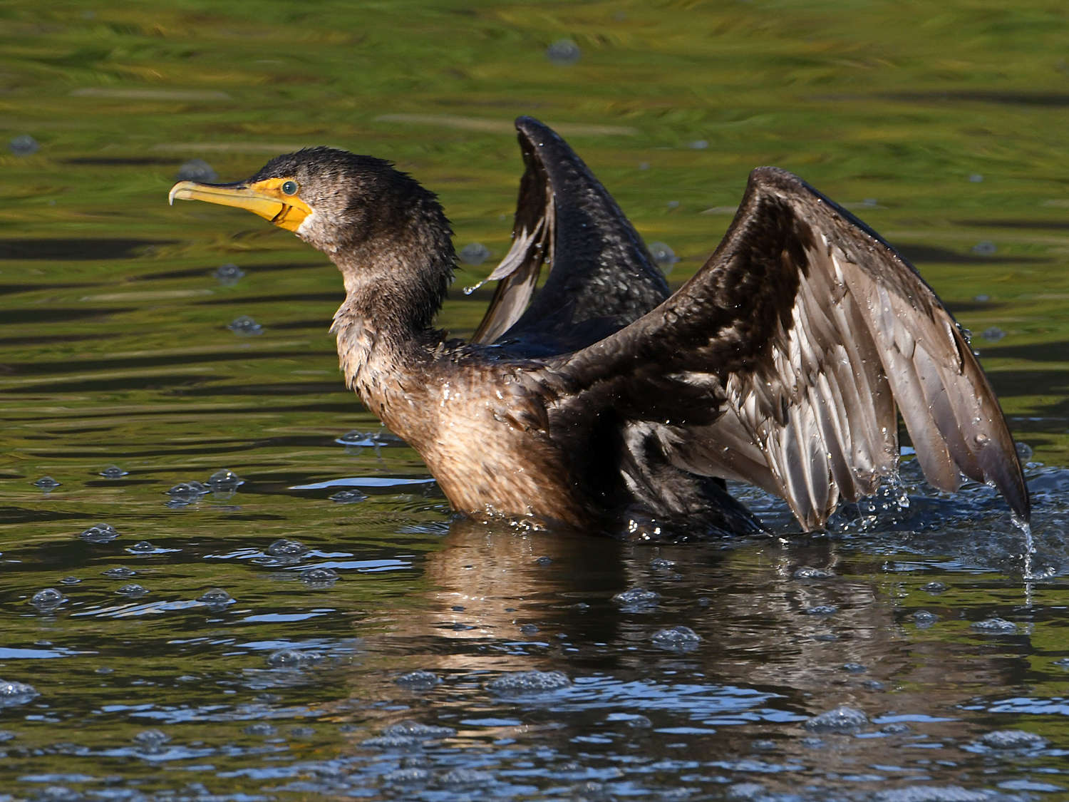 Cormorant2.jpg