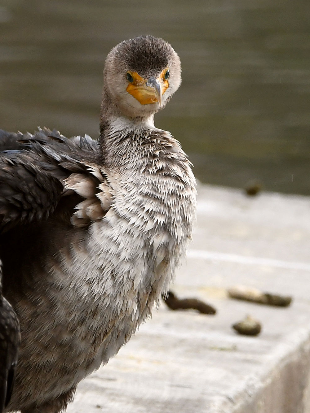 Cormorant2.jpg