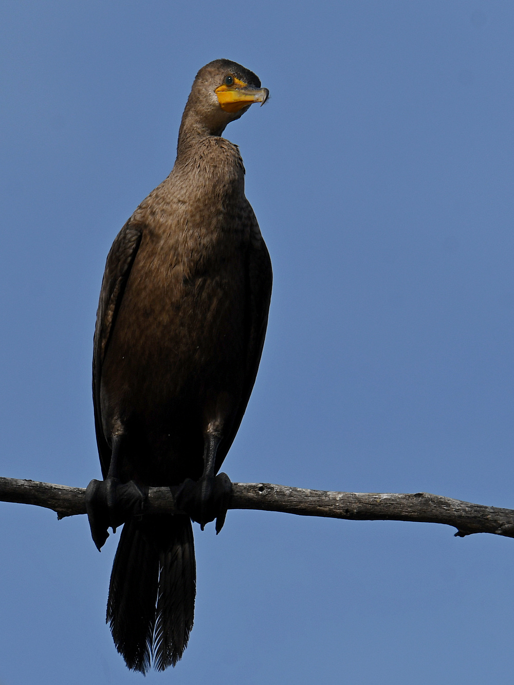 Cormorant2.jpg