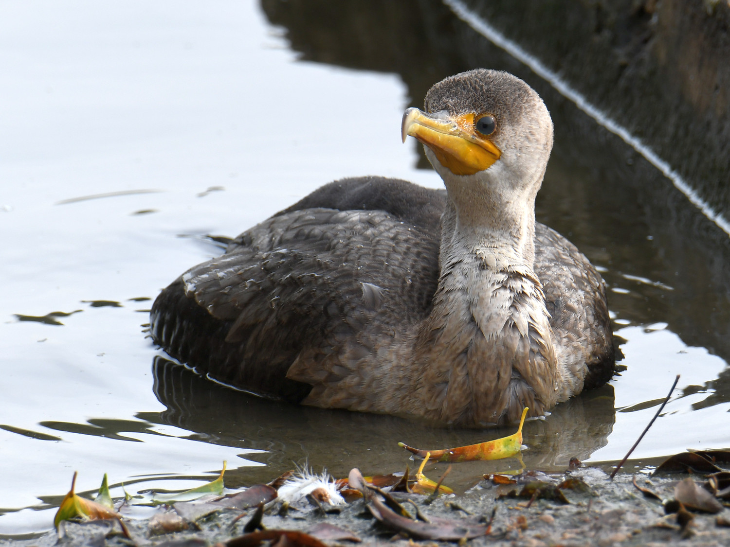 Cormorant2.jpg