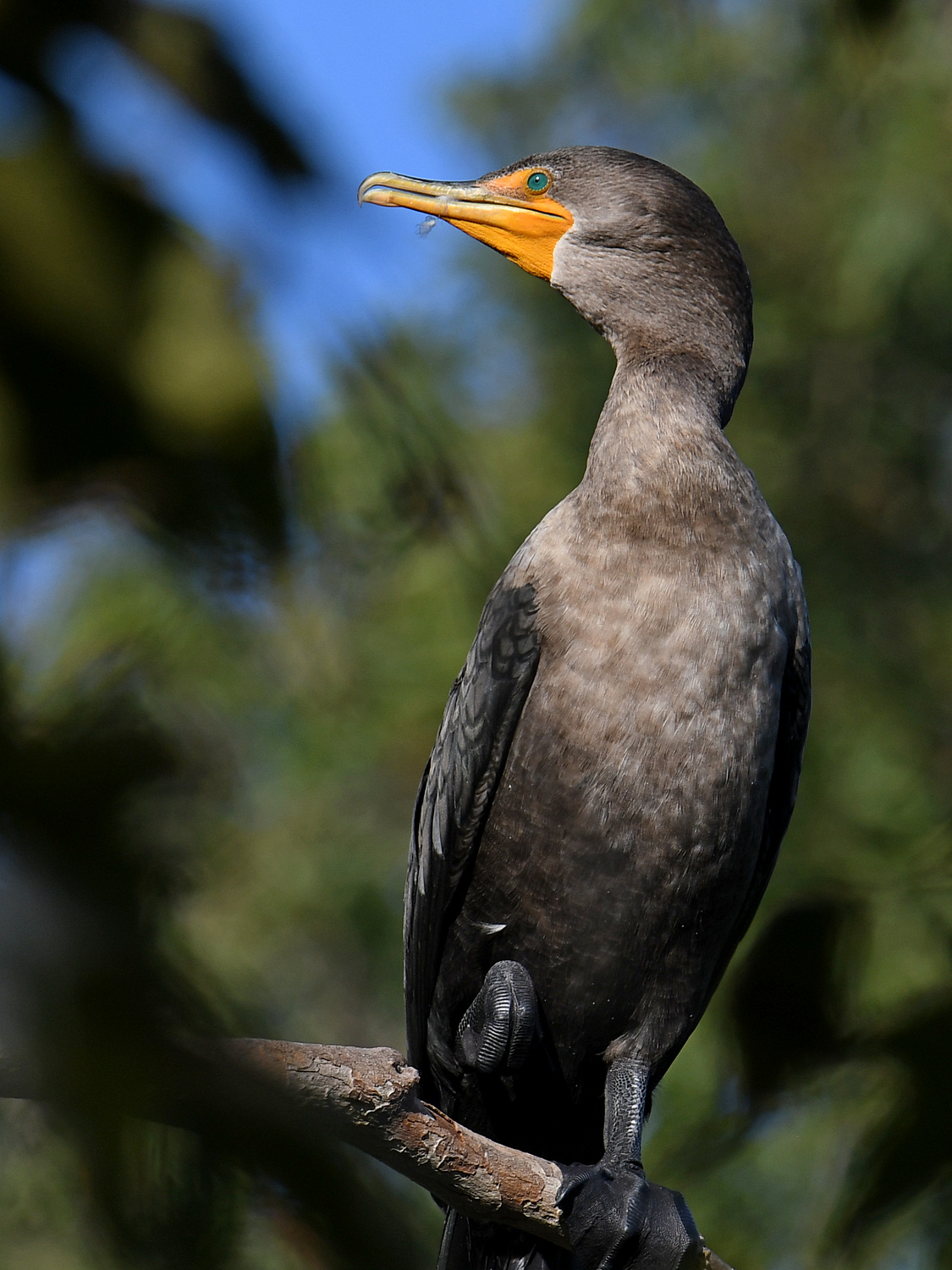 Cormorant2.jpg