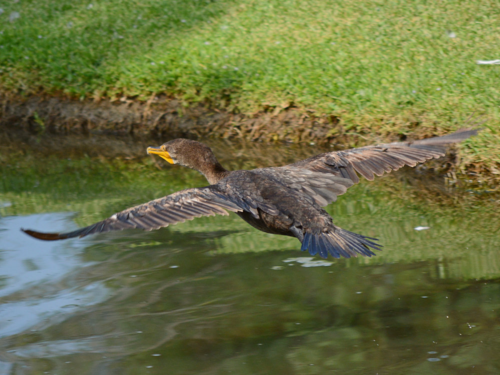Cormorant3.jpg