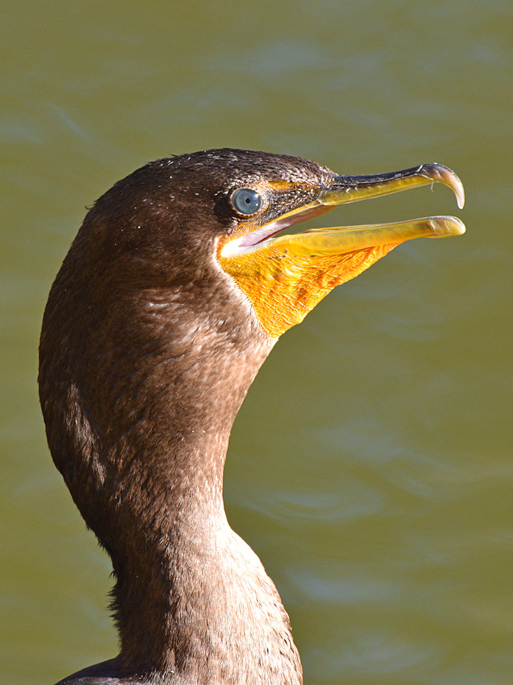 Cormorant3.jpg