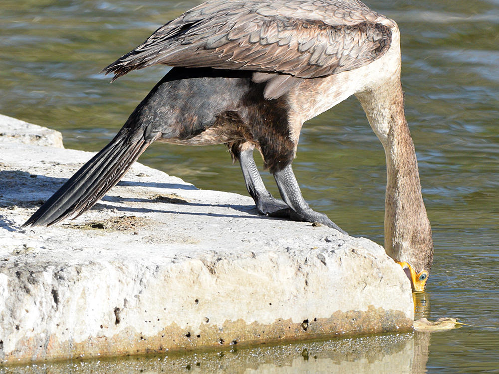 Cormorant3.jpg