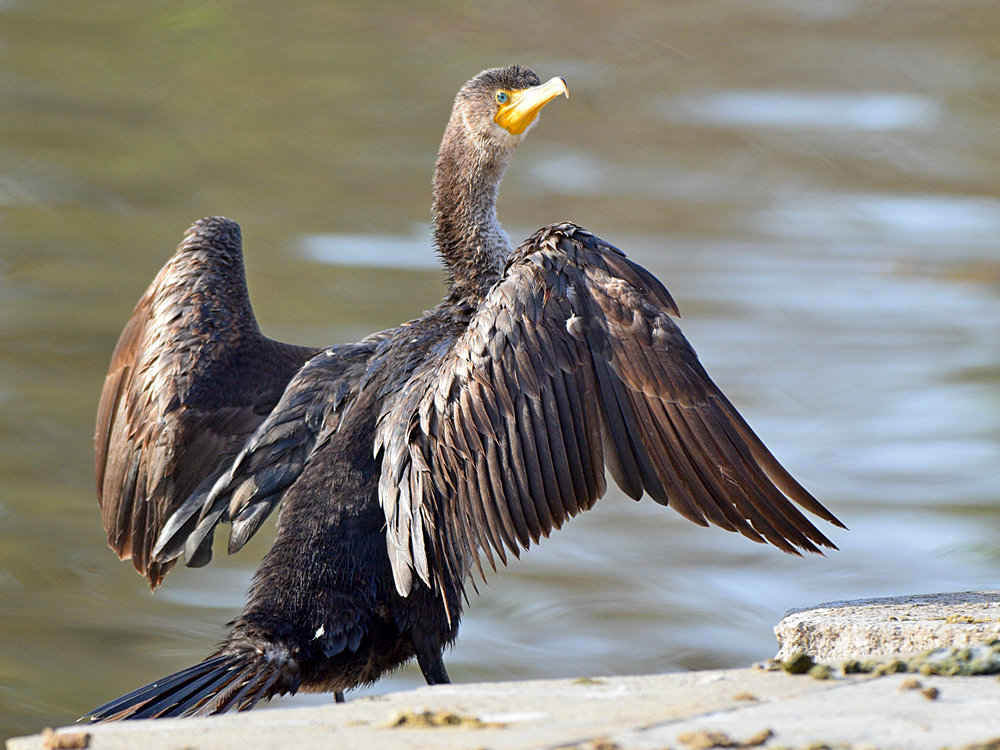 Cormorant3.jpg