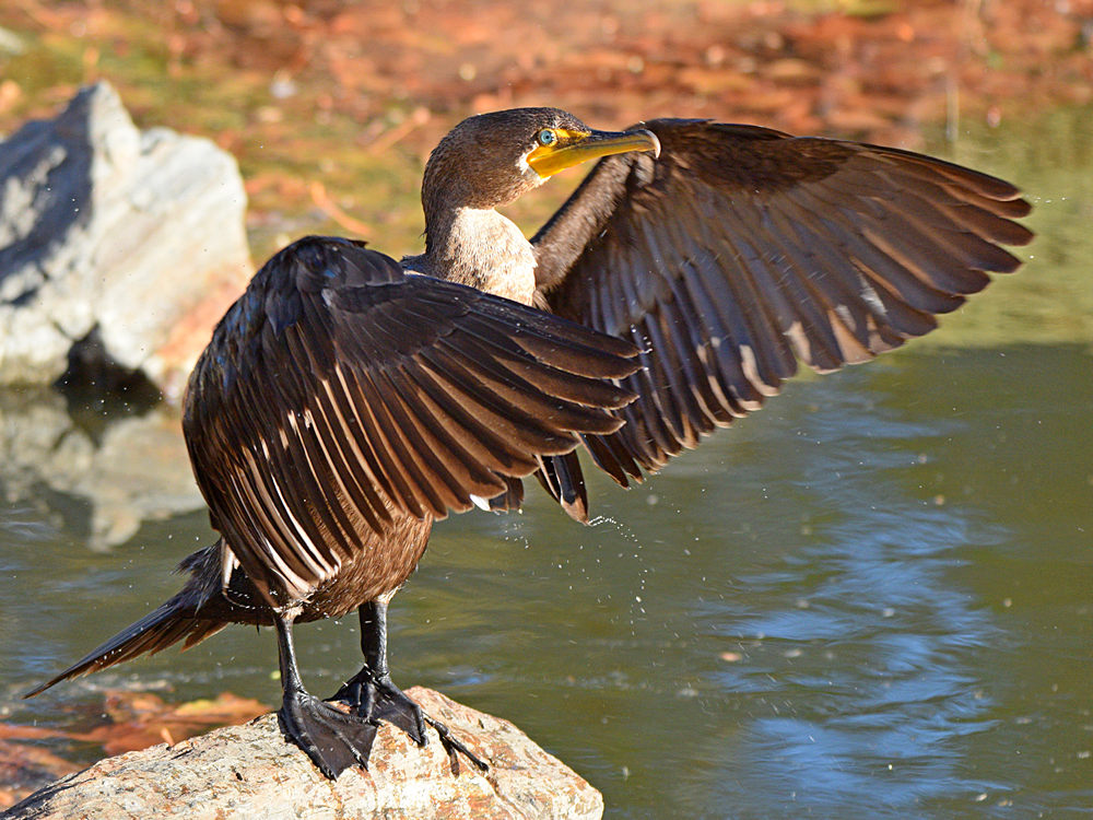 Cormorant3.jpg
