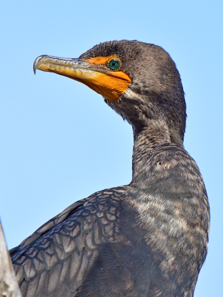 Cormorant3.jpg