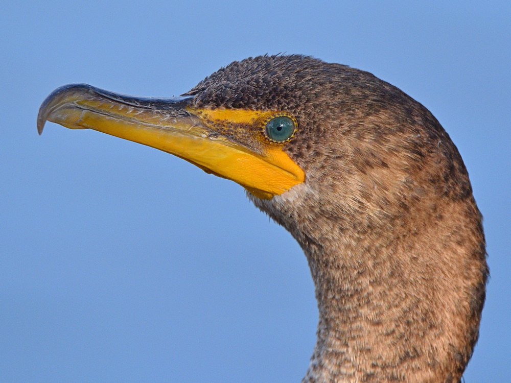 Cormorant3.jpg