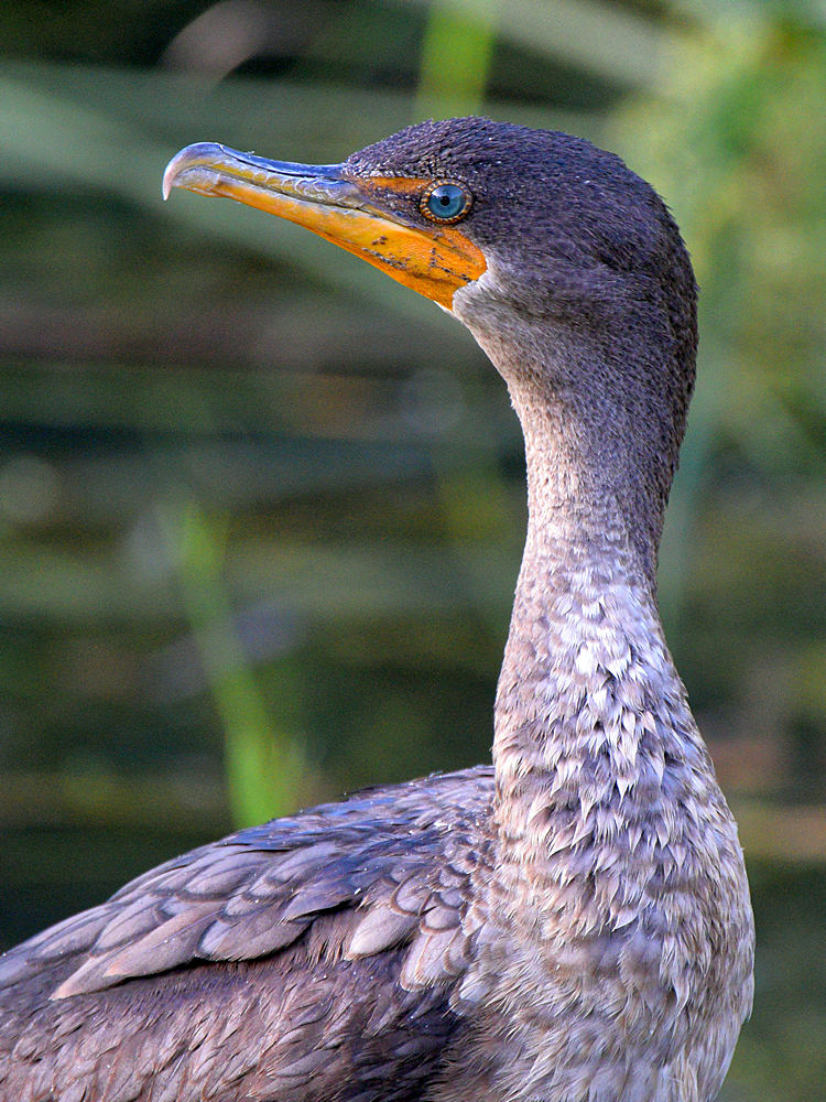 Cormorant3.jpg