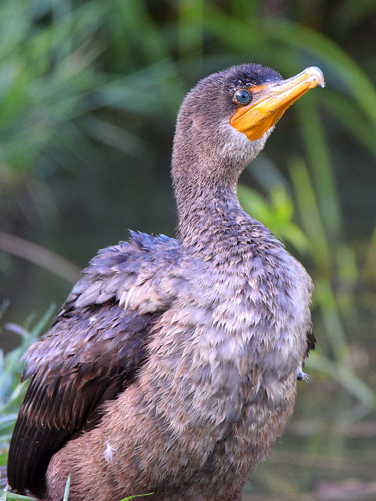 Cormorant3.jpg