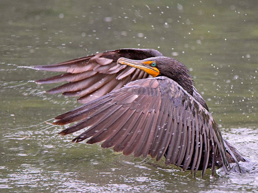 Cormorant3.jpg