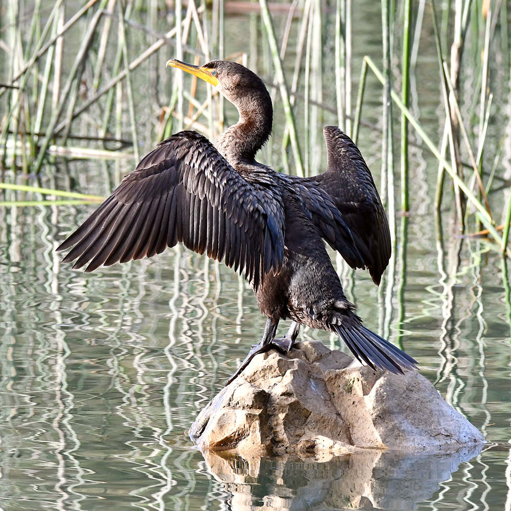 Cormorant3.jpg
