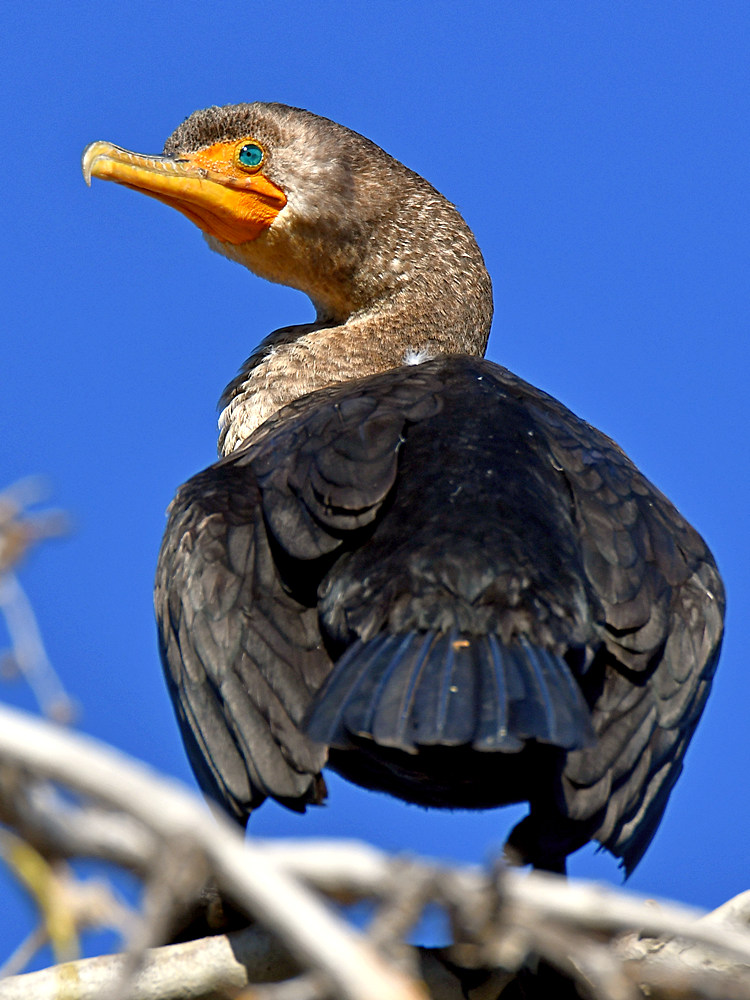 Cormorant3.jpg