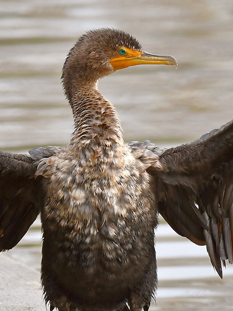 Cormorant3.jpg